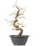 Carpinus coreana, 28 cm, ± 12 anni