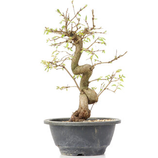 Carpinus coreana, 25 cm, ± 12 anni