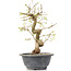 Carpinus coreana, 25 cm, ± 12 Jahre alt