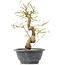 Carpinus coreana, 25 cm, ± 12 Jahre alt