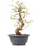 Carpinus coreana, 25 cm, ± 12 anni