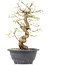 Carpinus coreana, 25 cm, ± 12 anni