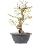 Carpinus coreana, 25 cm, ± 12 Jahre alt