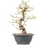 Carpinus coreana, 25 cm, ± 12 Jahre alt