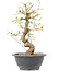 Carpinus coreana, 25 cm, ± 12 anni