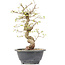 Carpinus coreana, 25 cm, ± 12 anni