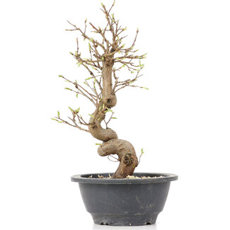 Carpinus coreana, 26,5 cm, ± 12 Jahre alt