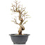 Carpinus coreana, 26,5 cm, ± 12 jaar oud