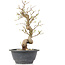 Carpinus coreana, 26,5 cm, ± 12 jaar oud