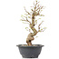 Carpinus coreana, 26,5 cm, ± 12 jaar oud