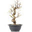 Carpinus coreana, 26,5 cm, ± 12 jaar oud