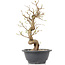 Carpinus coreana, 26,5 cm, ± 12 jaar oud