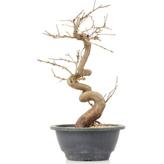 Carpinus coreana, 27 cm, ± 12 Jahre alt