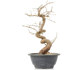 Welche Faktoren es vorm Bestellen die Bonsai bäumchen zu untersuchen gilt!