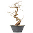 Carpinus coreana, 27 cm, ± 12 Jahre alt