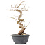 Carpinus coreana, 27 cm, ± 12 Jahre alt