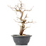 Carpinus coreana, 27 cm, ± 12 Jahre alt