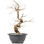 Carpinus coreana, 27 cm, ± 12 Jahre alt