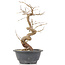 Carpinus coreana, 27 cm, ± 12 Jahre alt