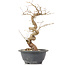 Carpinus coreana, 27 cm, ± 12 Jahre alt