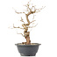 Carpinus coreana, 27 cm, ± 12 Jahre alt