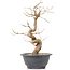 Carpinus coreana, 27 cm, ± 12 Jahre alt