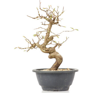 Carpinus coreana, 23 cm, ± 12 anni