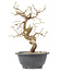 Carpinus coreana, 23 cm, ± 12 jaar oud