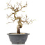 Carpinus coreana, 23 cm, ± 12 Jahre alt