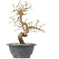 Carpinus coreana, 23 cm, ± 12 Jahre alt