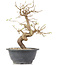 Carpinus coreana, 23 cm, ± 12 anni