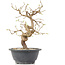 Carpinus coreana, 23 cm, ± 12 Jahre alt