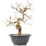 Carpinus coreana, 23 cm, ± 12 Jahre alt