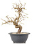 Carpinus coreana, 23 cm, ± 12 Jahre alt