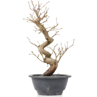 Carpinus coreana, 28 cm, ± 12 años