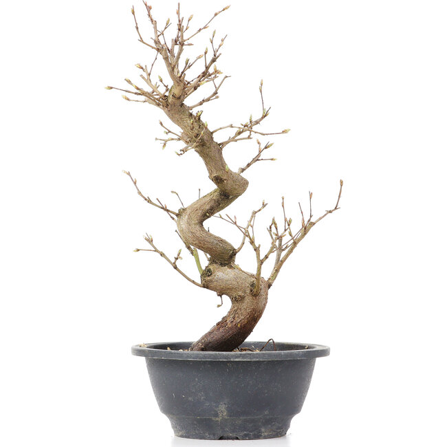 Carpinus coreana, 28 cm, ± 12 Jahre alt