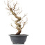 Carpinus coreana, 28 cm, ± 12 anni