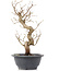 Carpinus coreana, 28 cm, ± 12 anni