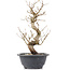 Carpinus coreana, 28 cm, ± 12 Jahre alt