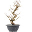 Carpinus coreana, 28 cm, ± 12 Jahre alt