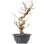 Carpinus coreana, 28 cm, ± 12 Jahre alt