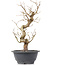 Carpinus coreana, 28 cm, ± 12 anni