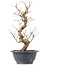 Carpinus coreana, 28 cm, ± 12 Jahre alt