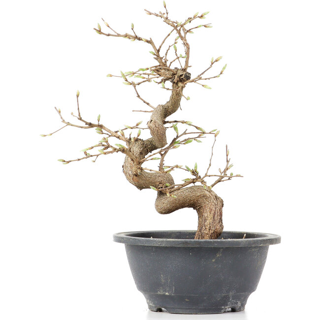 Carpinus coreana, 23 cm, ± 12 jaar oud