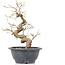 Carpinus coreana, 23 cm, ± 12 Jahre alt