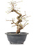 Carpinus coreana, 23 cm, ± 12 Jahre alt