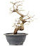 Carpinus coreana, 23 cm, ± 12 Jahre alt