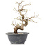 Carpinus coreana, 23 cm, ± 12 Jahre alt