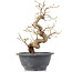 Carpinus coreana, 23 cm, ± 12 Jahre alt