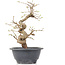 Carpinus coreana, 23 cm, ± 12 Jahre alt